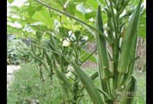 14種清腸排毒的食物