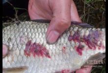 遠(yuǎn)離寄生蟲(chóng)，這些食物要少吃