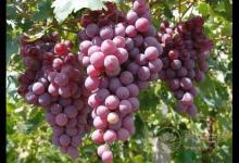 貧血怎么辦補血的水果有哪些