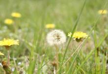 4月份，養肝補血應該多吃3種野菜