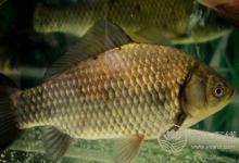 補(bǔ)鈣怎么補(bǔ)？曬太陽(yáng)可以補(bǔ)鈣嗎？