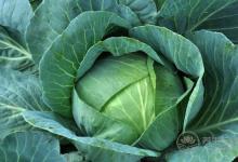 養胃助消化的食物，這5種是“高手”！