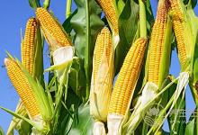 玉米不只是用來吃的，還是用來“用”的