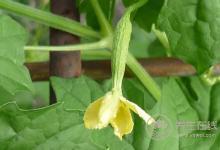 5種食物幫助身體排毒，長痘、臉色暗黃都需要