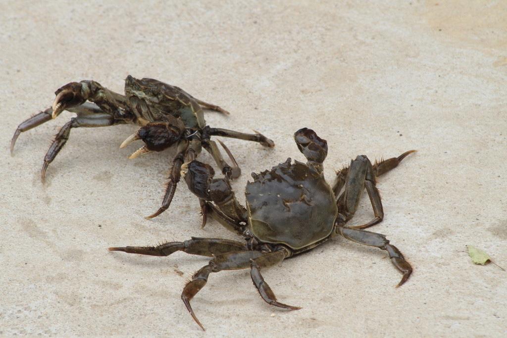 螃蟹煮面條應該怎么做 螃蟹的食用禁忌