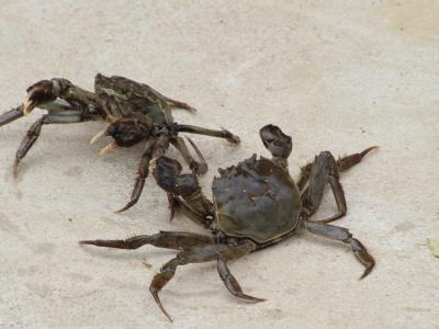 螃蟹煮面條應該怎么做 螃蟹的食用禁忌