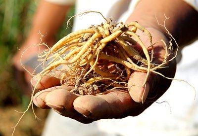 太子參的作用以及太子參吃多了上火嗎