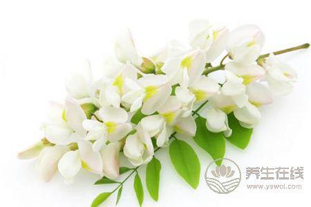 槐花有哪些藥用價(jià)值?