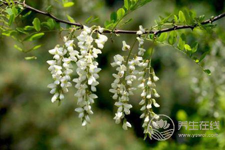 槐花有哪些吃法? 槐花有哪些吃法?