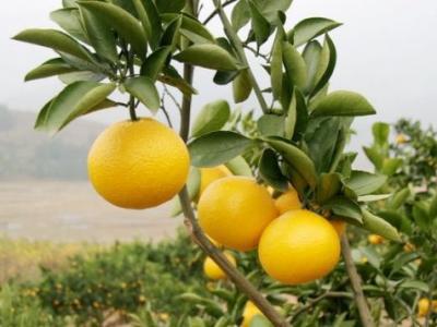 在食用柚子時(shí)幫助柚子輕松剝皮的技巧