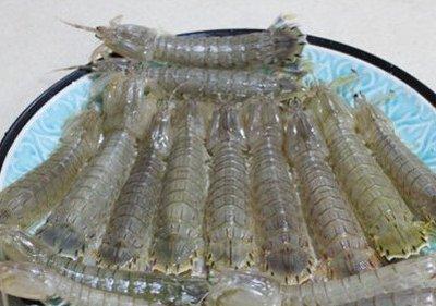 判斷皮皮蝦的肉質(zhì)是否新鮮的方法