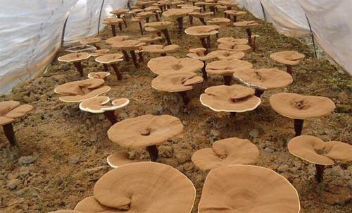 靈芝怎么煮藥效更好靈芝的使用方法