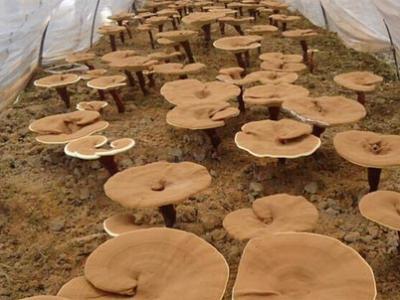 靈芝怎么煮藥效更好靈芝的使用方法