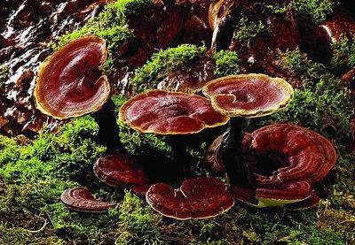 靈芝的用法以及靈芝入藥時的用量