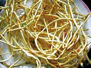 折耳根都有哪些不同的功效和作用