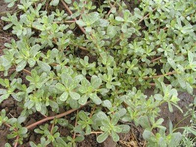 馬齒莧治療白頭發的有效使用方法