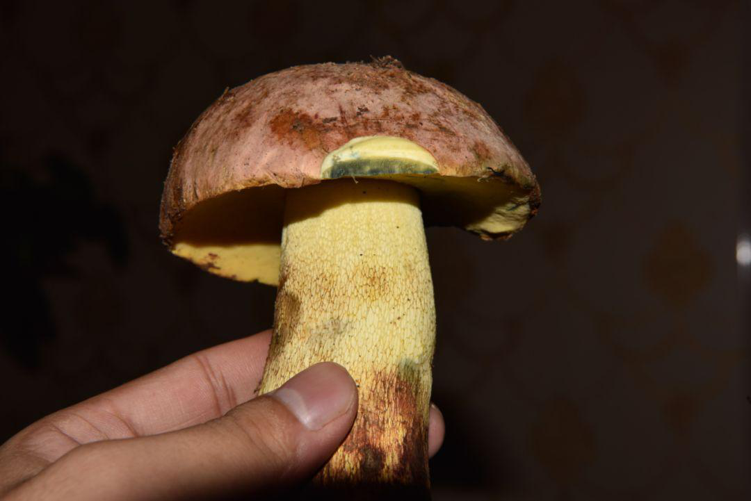 云南人吃菌子中毒后 看見的五彩小人長啥樣？