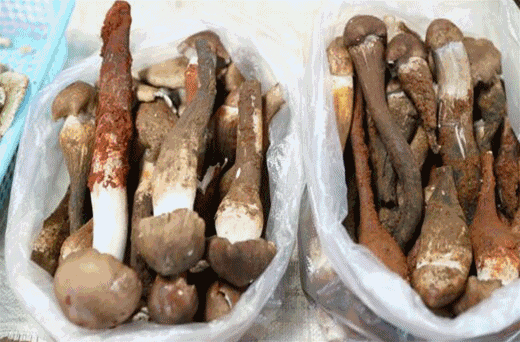 云南人吃菌子中毒后 看見的五彩小人長啥樣?-易網健康<a href=http://www.logojc.com/jkys/ target=_blank class=infotextkey>養生</a>網 云南人吃菌子中毒后 看見的五彩小人長啥樣?