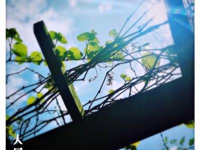 大暑:荔枝蜜糖飲,端居一院中