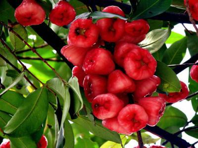 蓮霧是什么蓮霧的營(yíng)養(yǎng)價(jià)值體現(xiàn)在哪