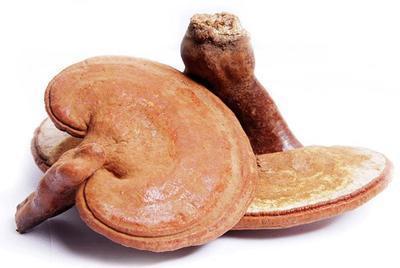 堅持吃靈芝兩年時間身體會出現的變化