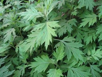 陳艾的藥用價值以及陳艾水的功效-易網健康<a href=http://www.logojc.com/jkys/ target=_blank class=infotextkey>養生</a>網 陳艾的藥用價值以及陳艾水的功效