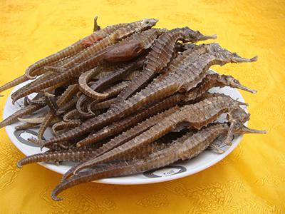 海馬的營養功效以及海馬的食用方法