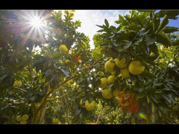 愛吃柚子的快看！柚子+它=服毒