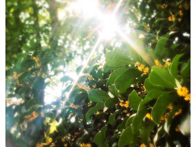 寒露：香酥炸藕餅，寥寥天宇空