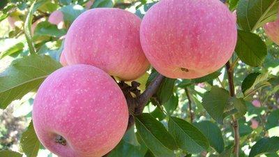 多吃蘋果能不能起到排結石的效果