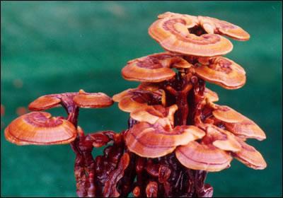 靈芝的藥用價值以及靈芝怎么泡水喝-易網健康<a href=http://www.logojc.com/jkys/ target=_blank class=infotextkey>養生</a>網 靈芝的藥用價值以及靈芝怎么泡水喝