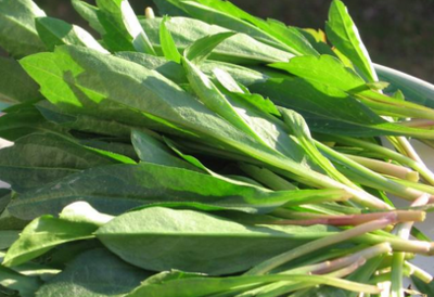 馬蘭頭的功效馬蘭頭吃多了會中毒嗎