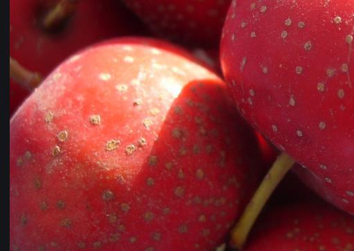 山楂具有哪些營養和養生價值