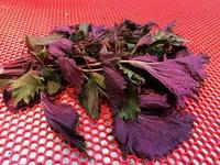 這幾款茶和粥，幫你健脾養胃化痰止咳！