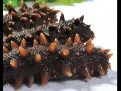 有風濕傷風的人群能不能吃海參