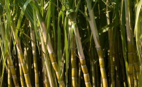 甘蔗中毒了如何進行催吐早期治療