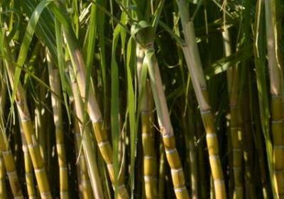 甘蔗中毒了如何進(jìn)行催吐早期治療