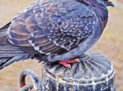 這幾類體質吃鴿子補身體得不償失