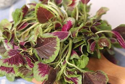 營養(yǎng)成分與美味可口紅莧菜飲食搭配相沖解釋