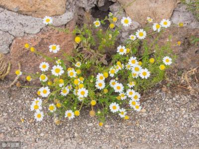 老醫生講：“吃三菜、飲二茶”，健康保健又健康養生