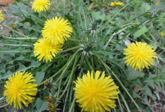 苦菜花的作用與功效 苦麻菜的不良反應