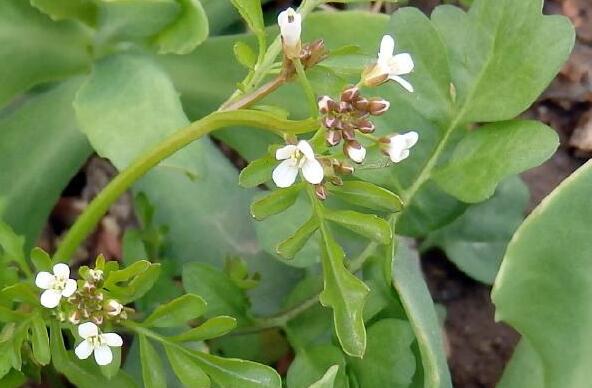 薺菜花的作用與功效 薺菜花的不良反應