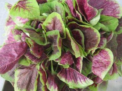 紅莧菜的作用與功效 紅莧菜哪些人不適合吃