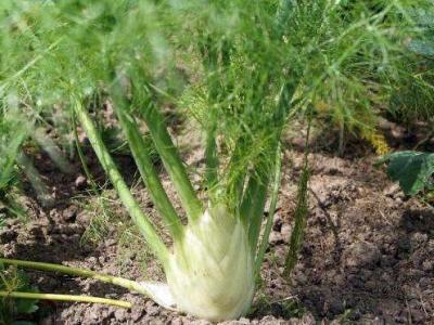 茴香根的作用與功效 茴香根的不良反應與禁忌