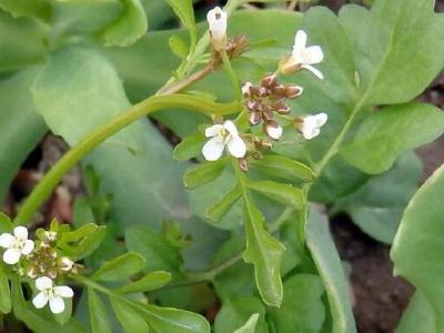 薺菜花的作用與功效 薺菜花的不良反應