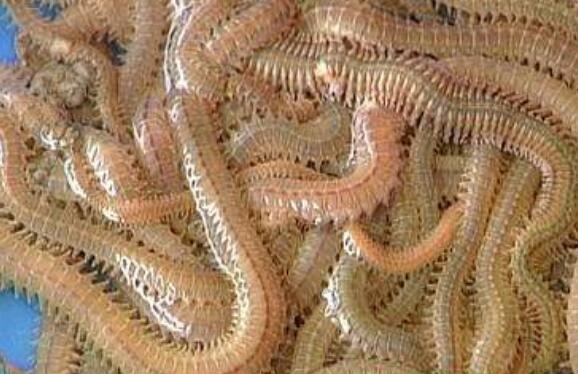 沙蠶的作用與功效 沙蠶的營養成分