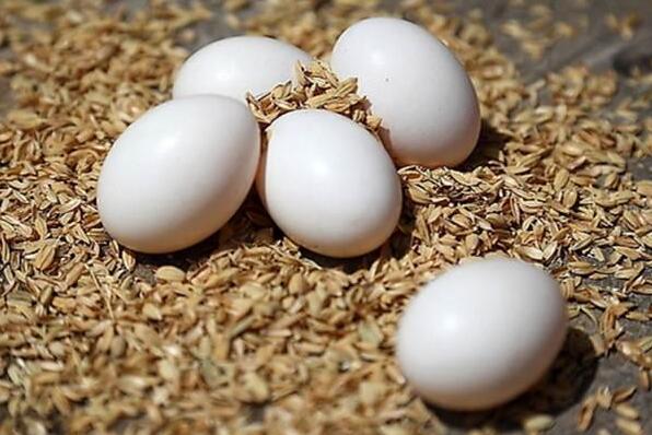 鴿蛋的作用與功效 鴿蛋的營養(yǎng)成分