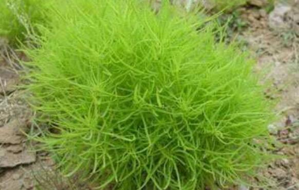 掃帚草的作用與功效 掃帚草的禁忌