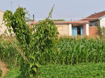 山藥藤的作用與功效 山藥藤的禁忌