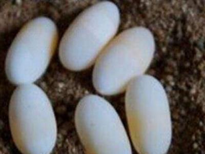 甲魚蛋的作用與功效 甲魚蛋的不良反應